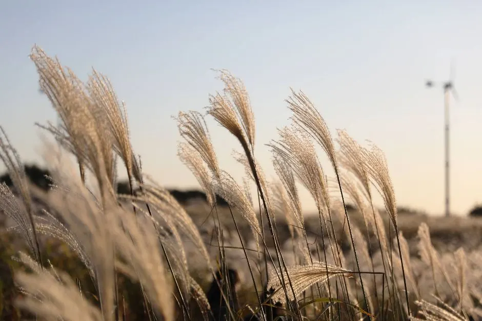 Seoul Silver Grass Festival (서울억새축제)
