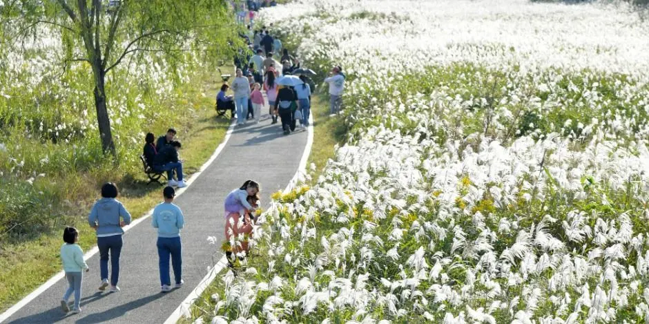 Gwangju Seochang Silver Grass Festival (광주 서창 억새축제)
