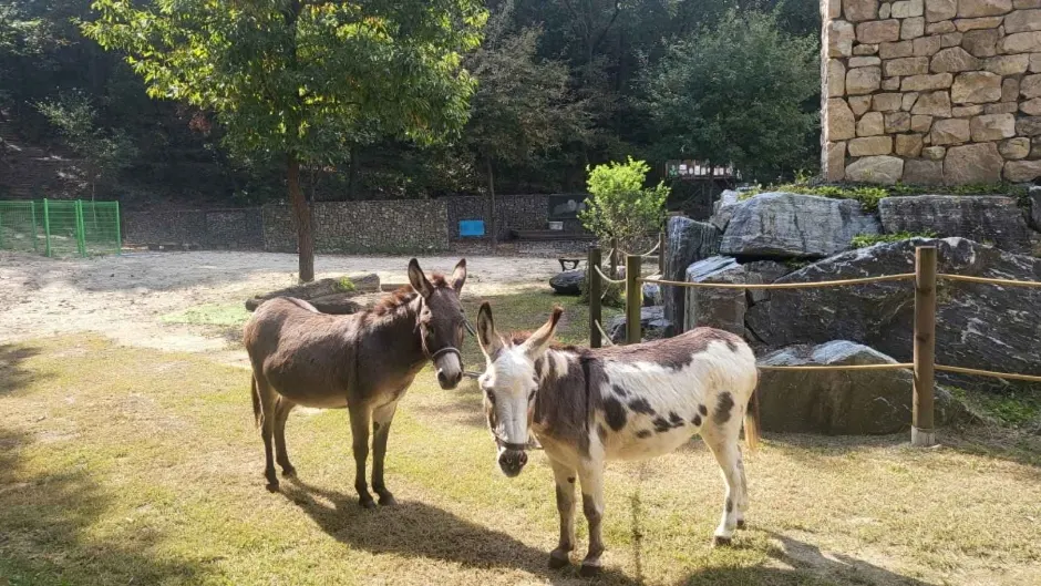 Donkey Starz (동키스타즈)