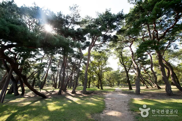 Gyeongju Five Royal Tombs (경주 오릉)
